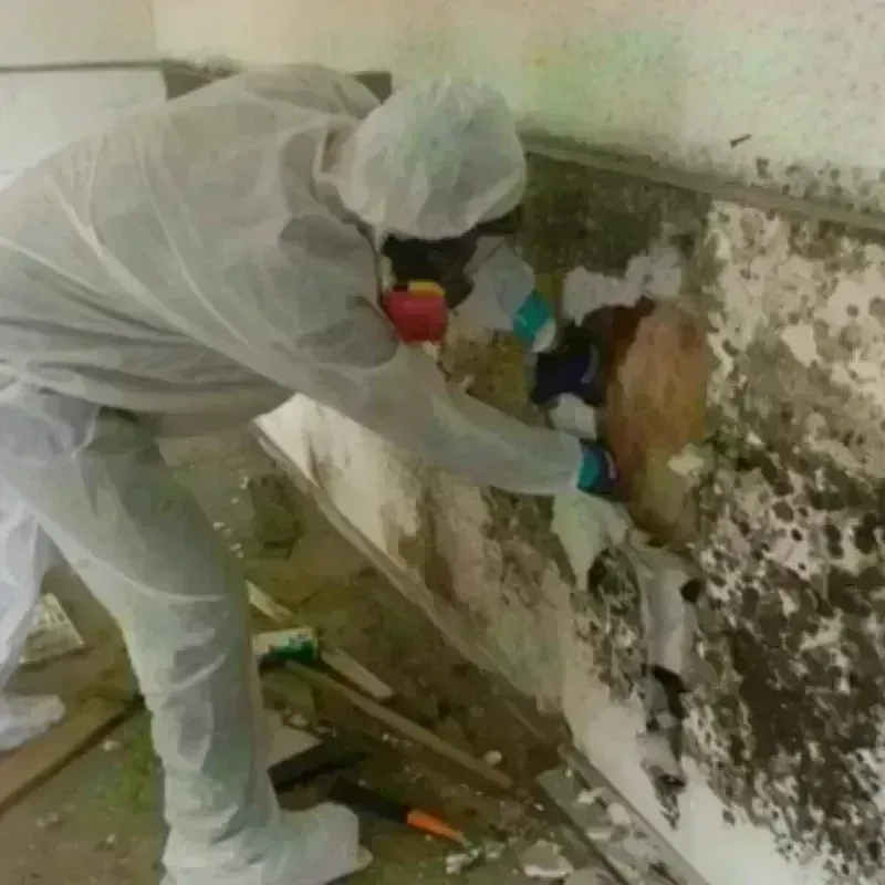 Mold Remediation and Removal in Scottsburg, IN